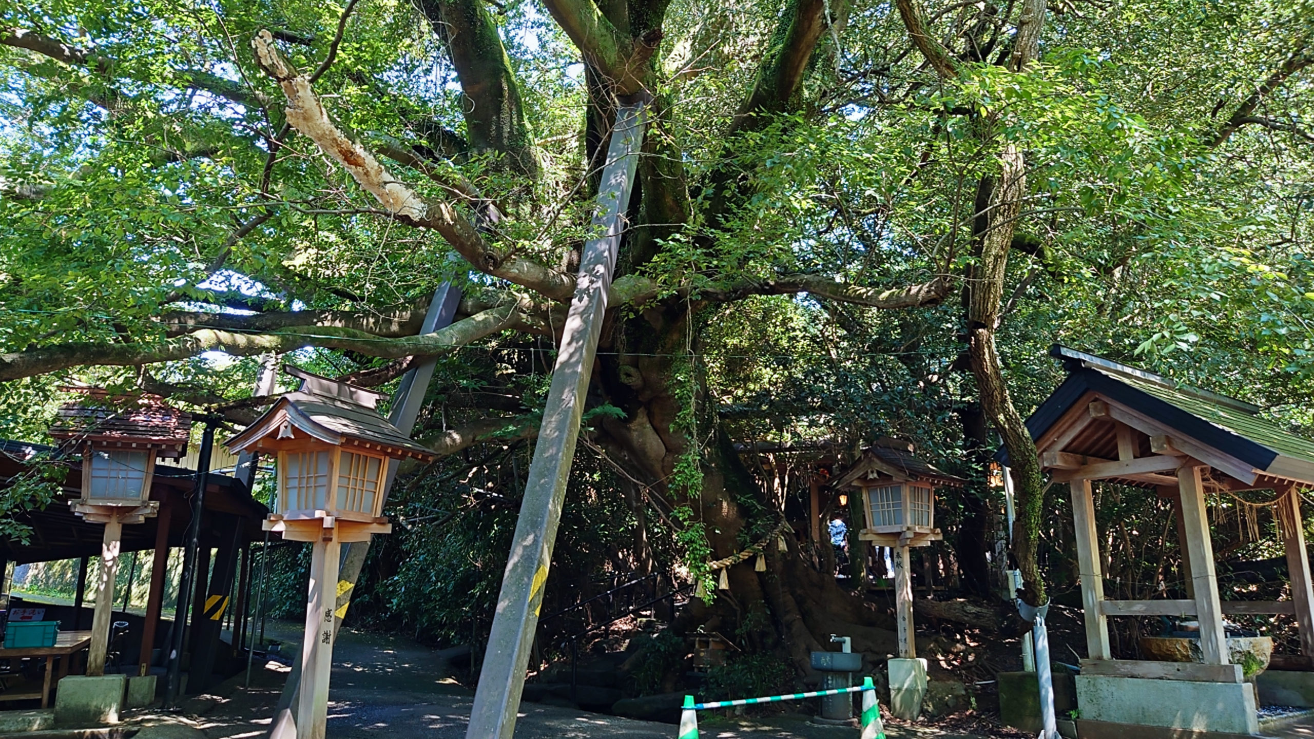 境内入口付近に立つ巨大なエノキの御神木。幹のうねりと蔦が絡み、神秘的な姿