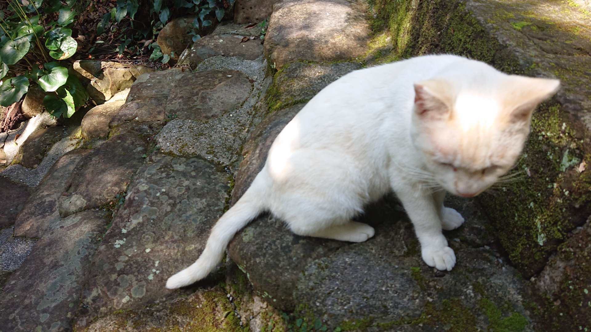 御鉾の窟近くで人懐っこく近づく白猫
