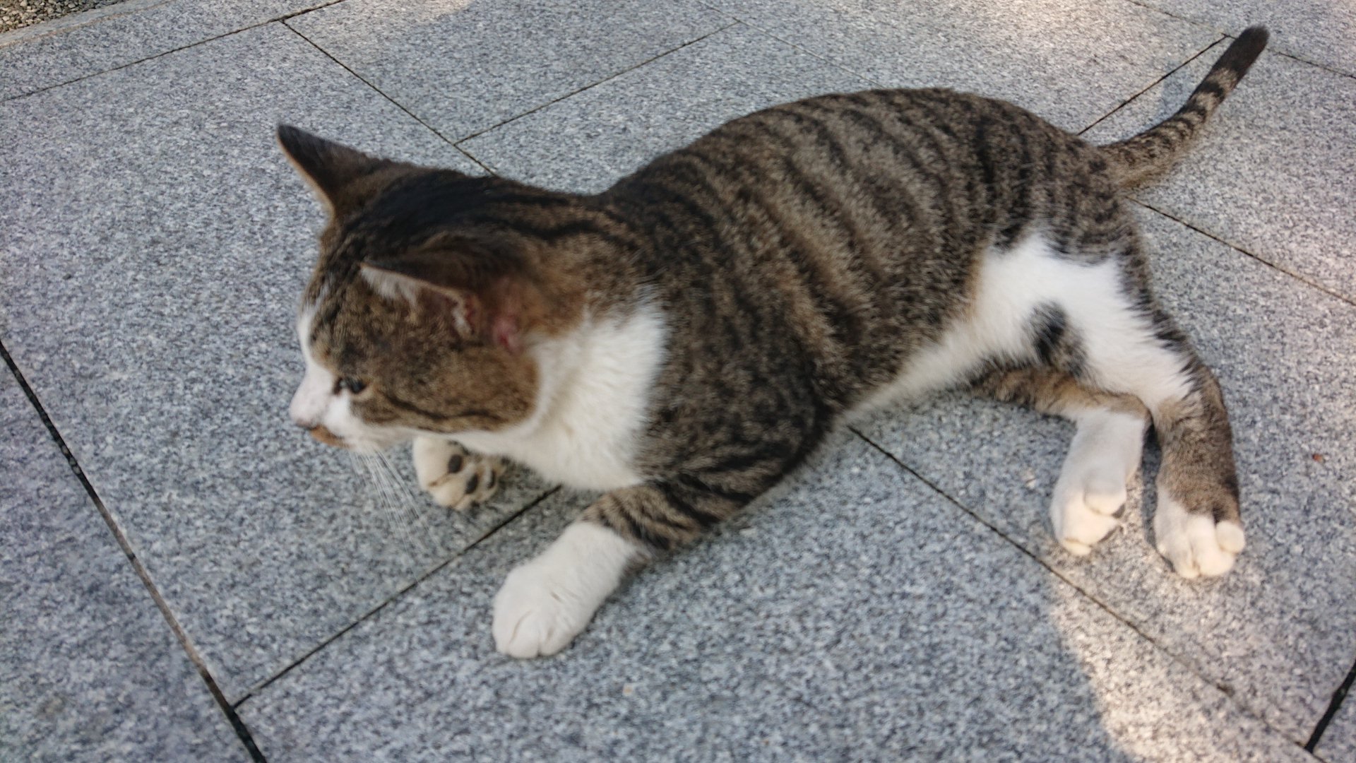 境内でくつろぐ茶トラ猫